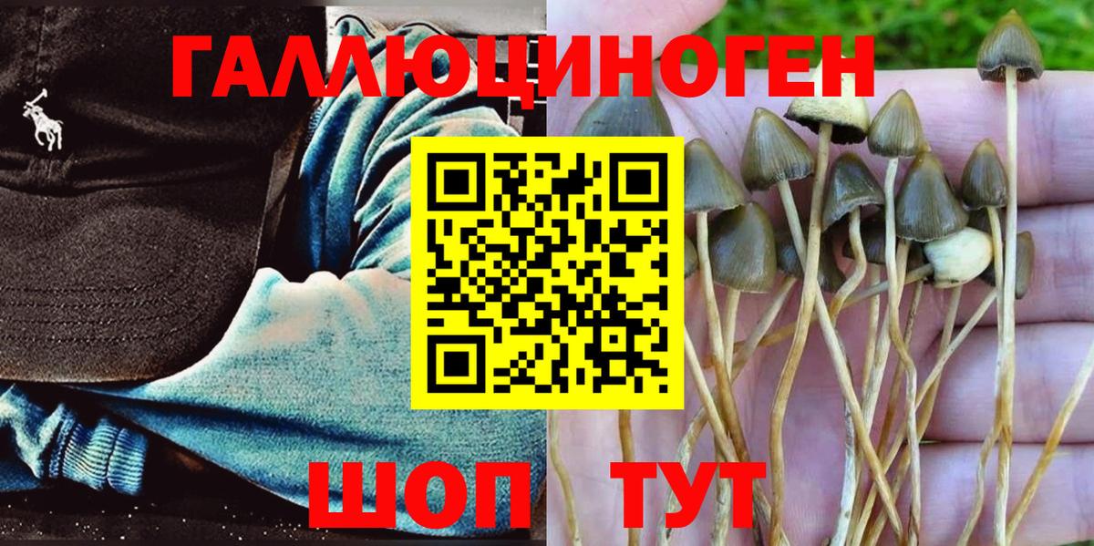 Псилоцибиновые грибы Psilocybe Реутов